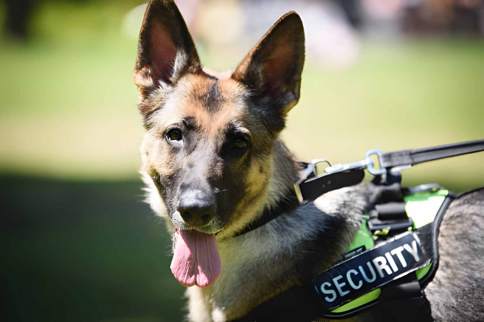 k9 security services manchester